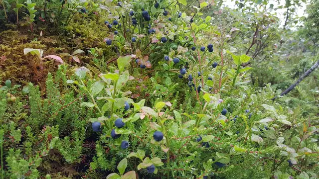 Blueberry heather
