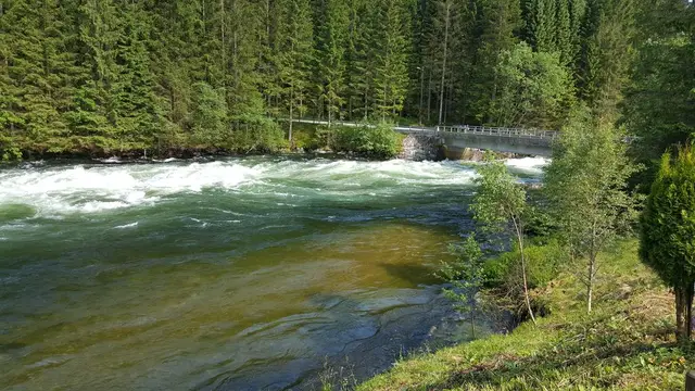 Gaula through the spruce forest