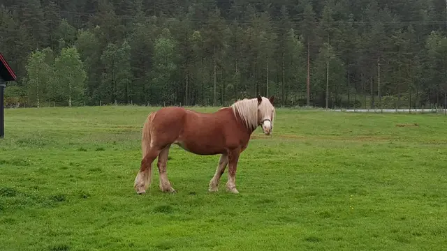 Horse grazing