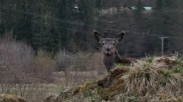 Red deer at the edge of the forest