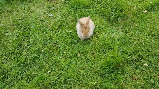 Rabbit in the grass