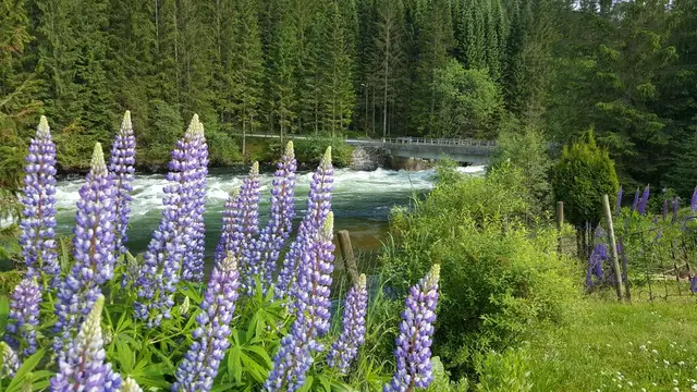 Lupins by the river